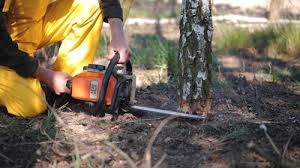 How Our Tree Care Process Works  in  Casas Adobes, AZ