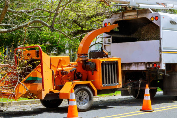 Best Tree Removal  in Casas Adobes, AZ