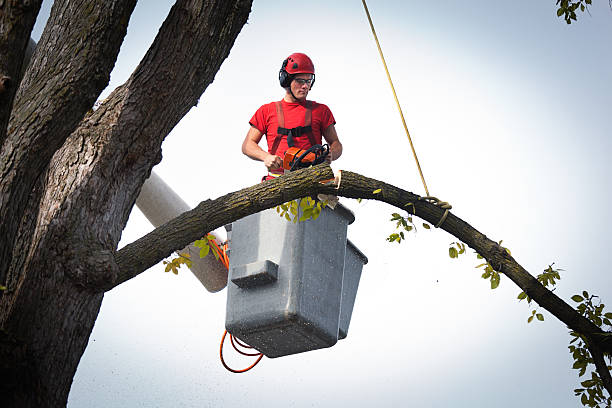 Best Leaf Removal  in Casas Adobes, AZ